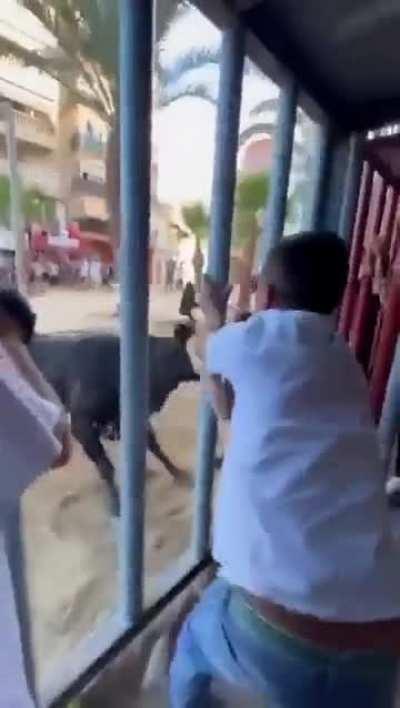WCGW by playing around an agitated bull