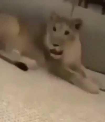 What my dreams looks like