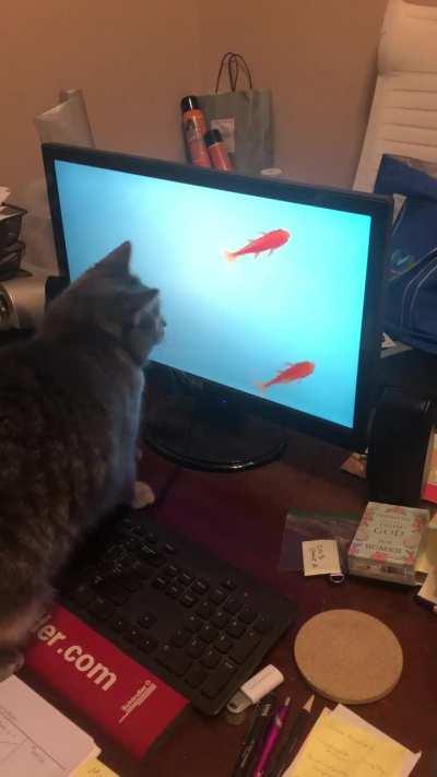 Touch Tha Fishy