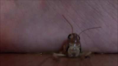 One of the best slow and smooth barefoot crushes I've ever seen.