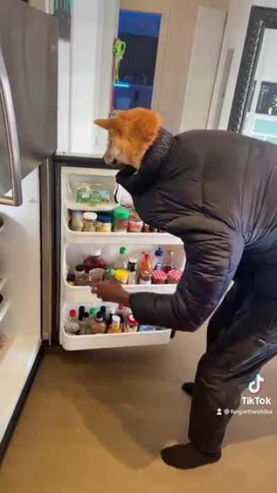 Where can a dog find some 🧀 and whipped cream around here