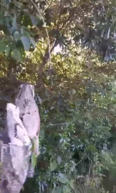 Apareció un urutaú y su pichón en Misiones