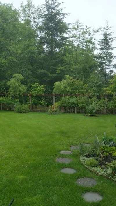 Green things love the rain