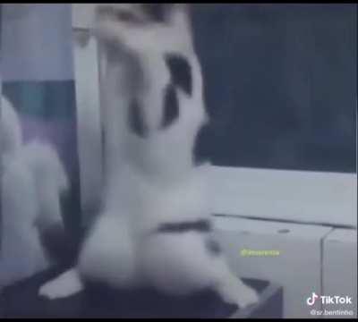 Gato jedi é atacado e vence a batalha :D