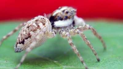 People seem to like this individual, so posting more videos of her (Menemerus semilimbatus), enjoy!