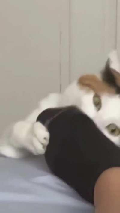 derpy calico owns my heart