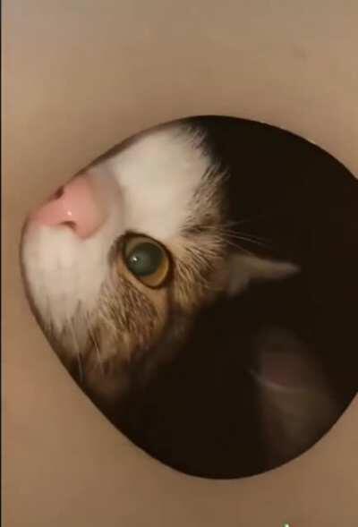 POV: You are the Cat Box
