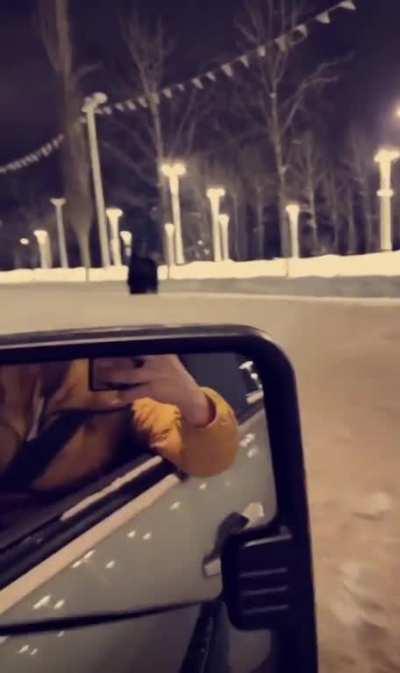 Anchorage women trampled by a moose while walking her dog