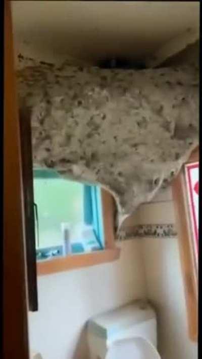 Huge wasp nest!