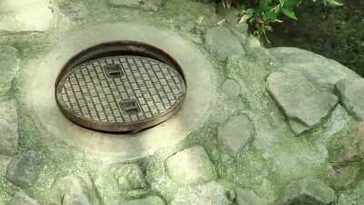 Masked bandit makes himself a home at a zoo in Japan.