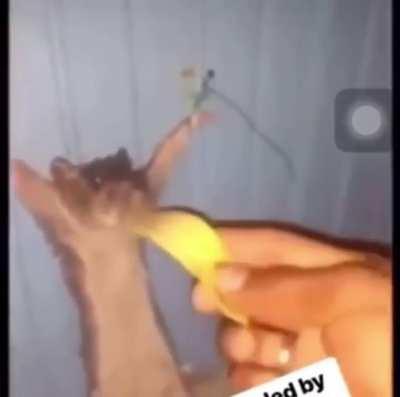 So this what happened to Remmy. Rip 🙏🏾😔