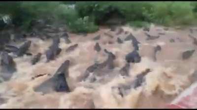 What the actually fuck