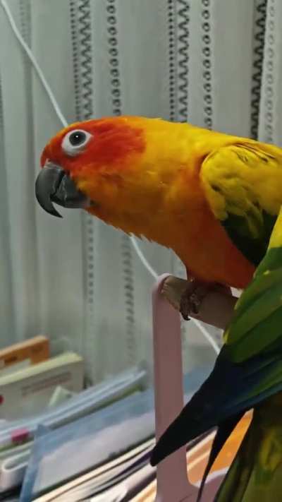 Yuanbao and Mango