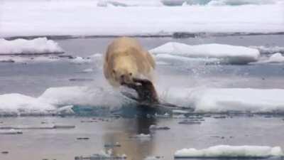 Polar Bear sneak attack.