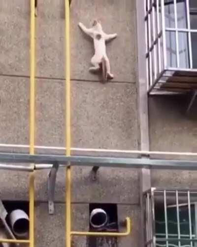 Gravity ain't no thing for this cat
