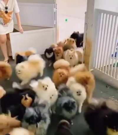 An avalanche of floof.