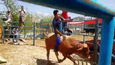 The bull knew he won