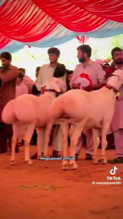 Why are these goats bred this way?