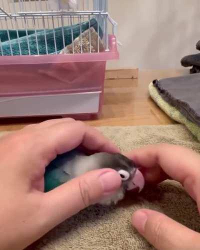Bad birb - remove
Good birb - scritches
