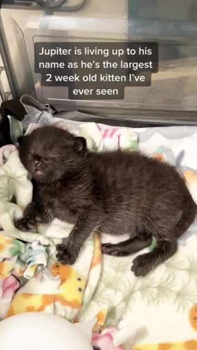 2 weeks old, and chonky