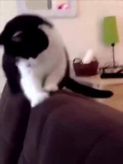 Cats react to durian fruit