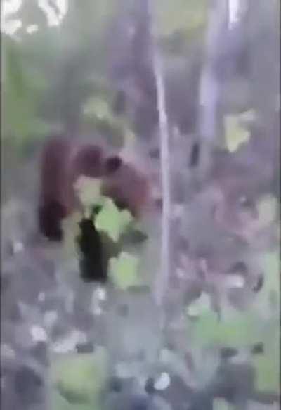 Why not kick a bear?