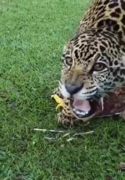 A última galinha, isso é Brasil 👌