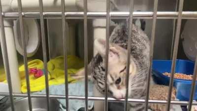 McNugget update: I got to visit him in the shelter, he’s a little sick but I think I’m going to adopt him and his sister on Monday!