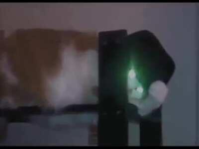 Cat gave a death stare to his owner