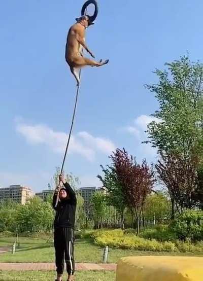 how high the dog can jump (with some help)