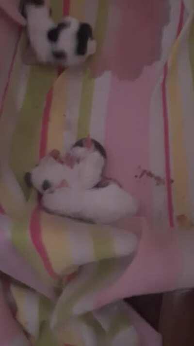 Meet the newest criminals, started their rampage last night