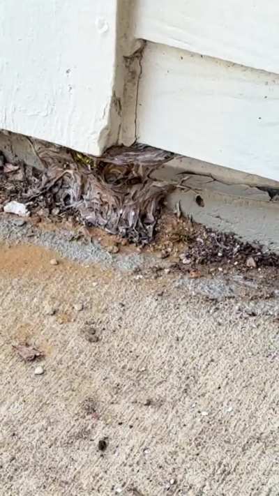 Anyone know if these are a certain type of bees.  McKinney Tx