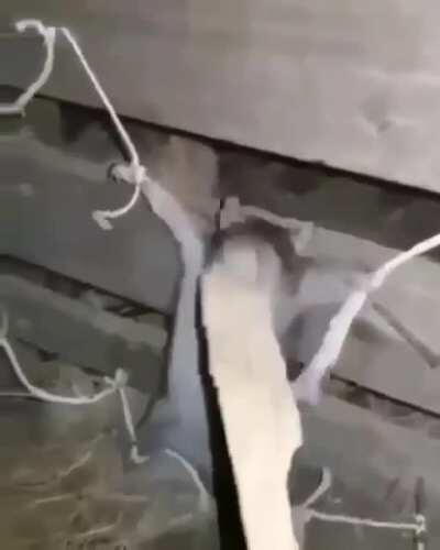 Aqui podemos apreciar como termina la vida de un falopero y está la clara razón por la que no deben de ser narcos niños, asi que estudien :)