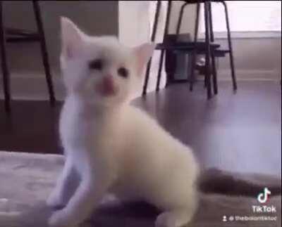 What??! Penis sex !?