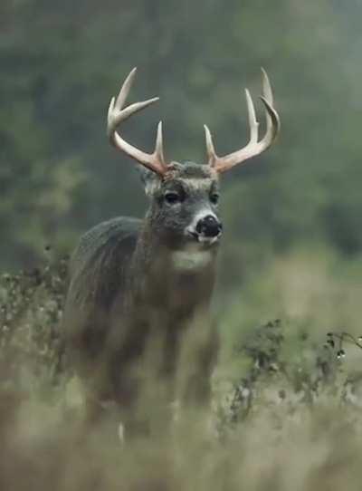 A deer shaking off rainwater