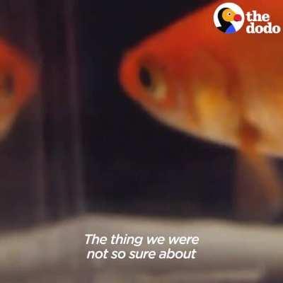 This little scooter that moves based on where the fish goes