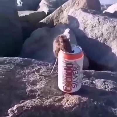 El bueno de Stuart tiene sed, cada upvote es una gota de birra para el pana😔🐀