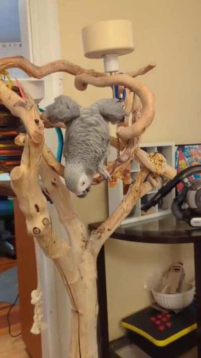 My African grey dances along and clicks to his favorite music