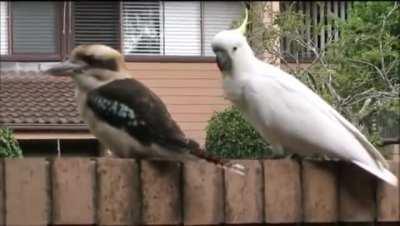 Cockatoo teasing Kookaburra