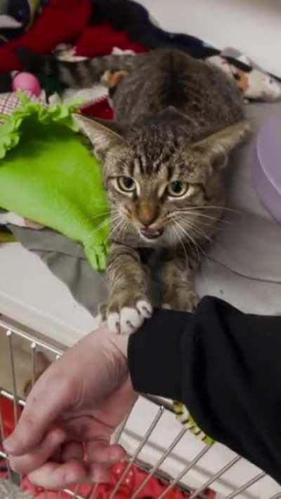 St.Augustine was displeased with the amount of pets I was giving him