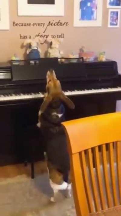 Dog likes to spend his evenings singing and playing the piano