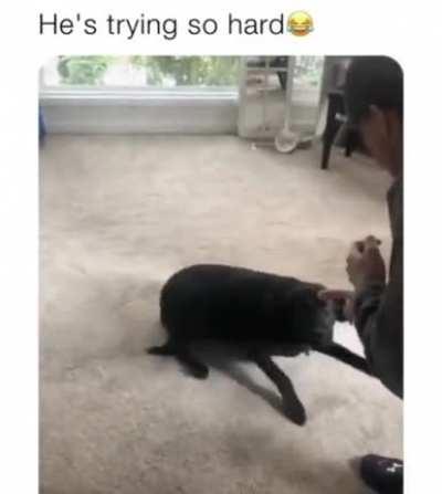 My dog is a very good boi.