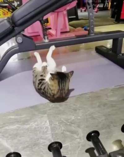 Cute cat workout