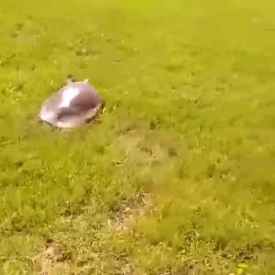 Kaplumbağalar bu yüzden tavşanları geçmiştir