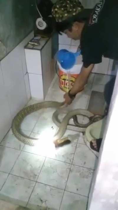 Washing a Cobra