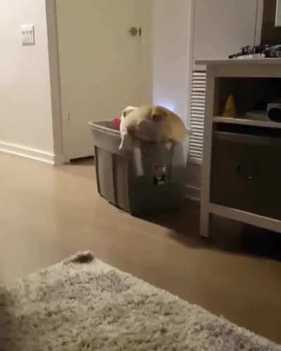 Lucy the English Bulldog demonstrates the gracefulness of her breed