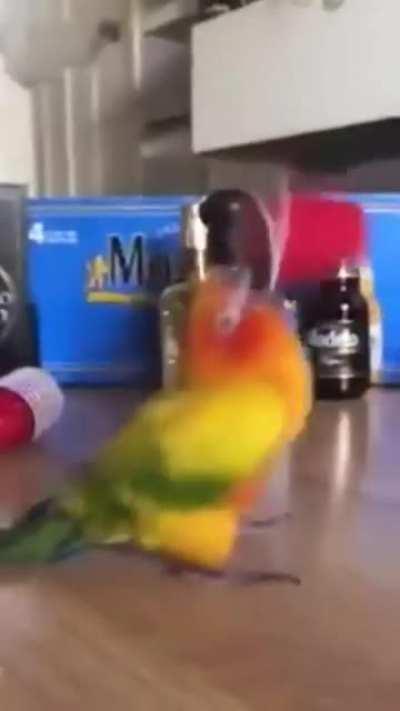 POoR pArRoT gOt eLecTrOcUtEd t0 dEaTh HoUsE