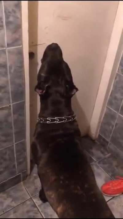 Mai bagi bani la pacanele ?