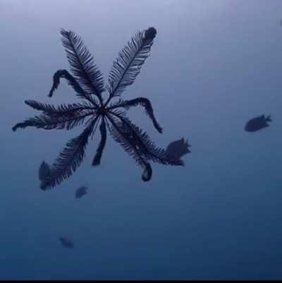 🔥 Feather Star (Crinoid)