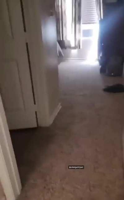 Bag + cat = lightning ⚡️ 